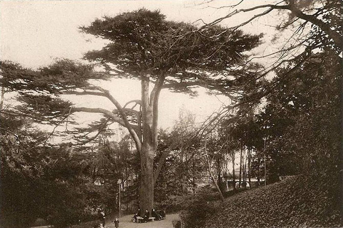 Cèdre de Jussieu au Jardin des Plantes